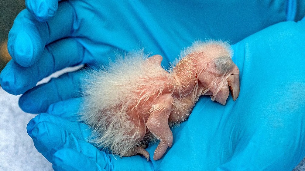 La Plata: nacieron dos guacamayos de una especie en peligro de extinción | Actualidad