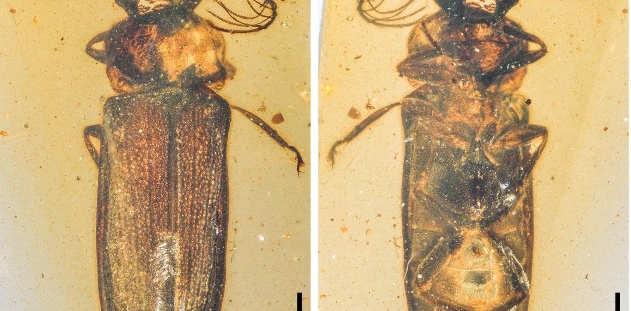 De hace 100 millones de años: hallaron un escarabajo de luz en ámbar | Internacionales