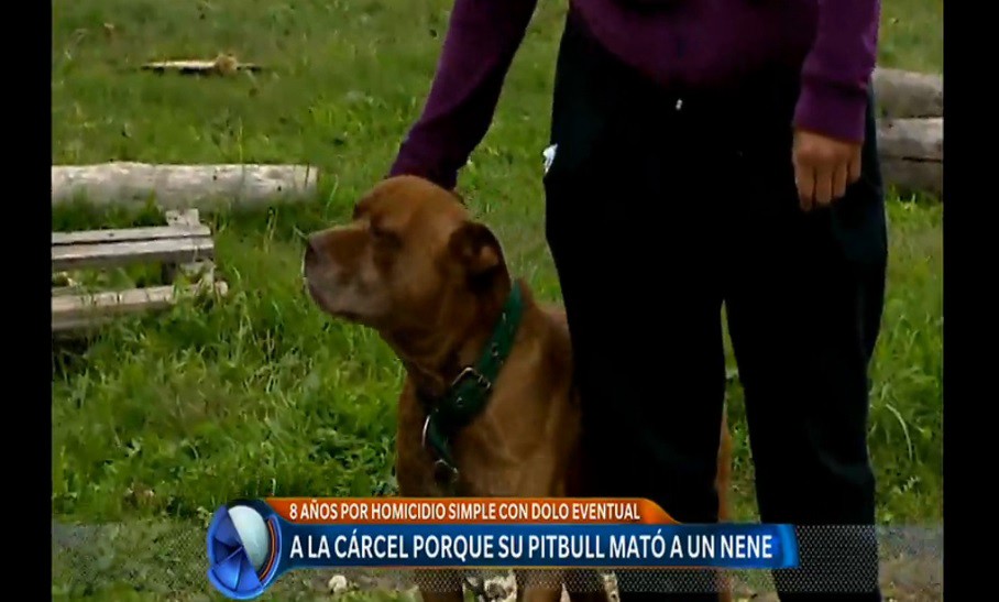 Qué establece la ley de tenencia responsable de perros potencialmente peligrosos | Actualidad