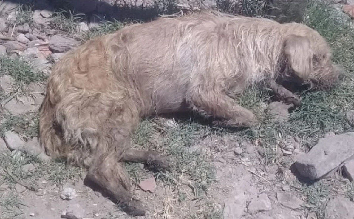 Para robar casas envenenaron a los perros de todo un barrio | Actualidad