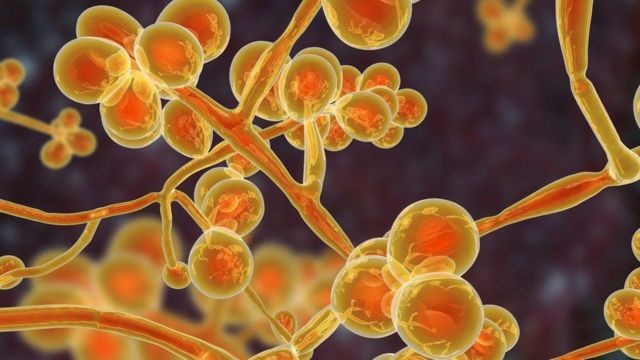 Todos los detalles sobre la candida auris, la bacteria que puede causar la próxima pandemia | Internacionales