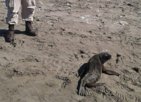 Lobo marino mordió a un turista en Monte Hermoso: piden "dejarlos tranquilos" | Actualidad