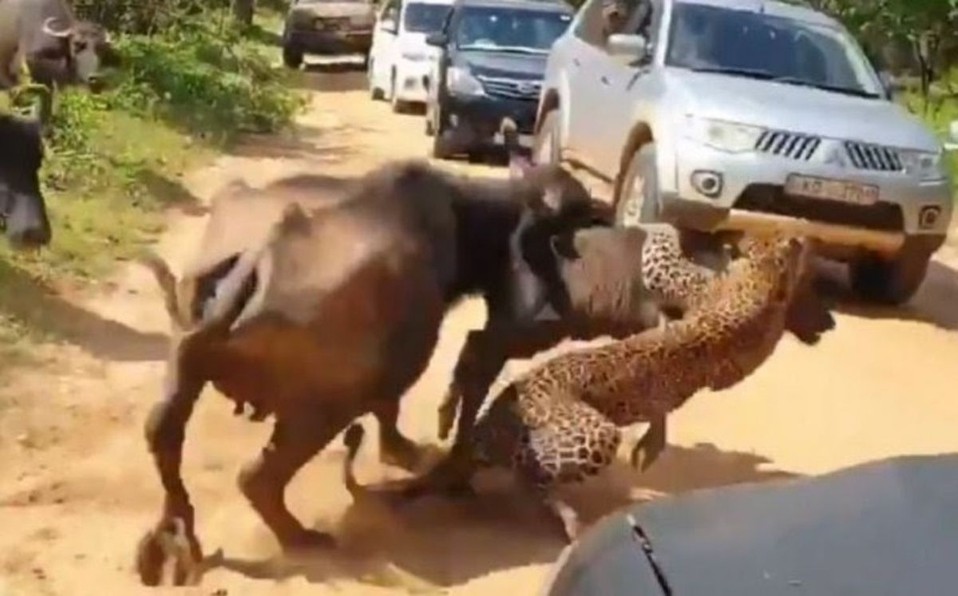 Video: brutal ataque de una manada de búfalos a un leopardo para salvar a una cría | Curiosidades