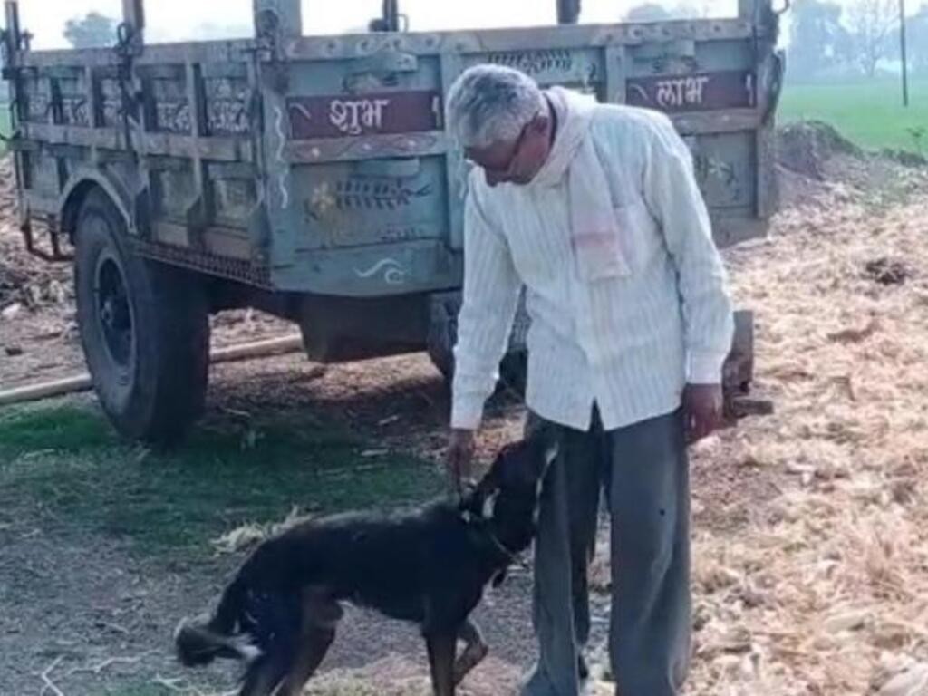 Distanciado de sus hijos, un hombre le dejó la herencia a su perro | Curiosidades