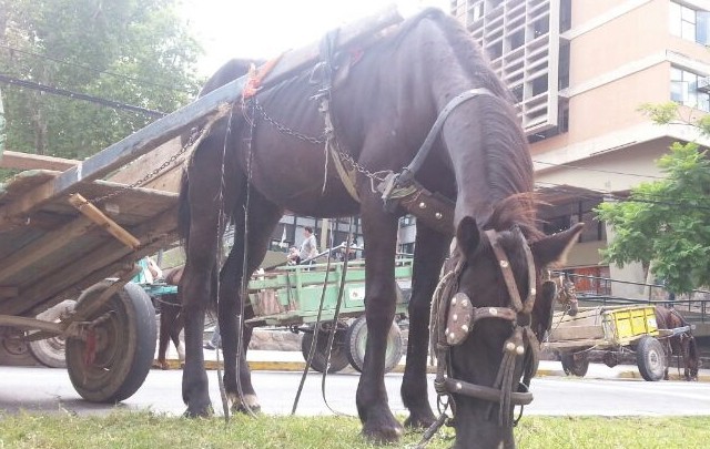 ONG denuncia que "hay más de 100 mil animales en situación de trabajo en la república" | Actualidad