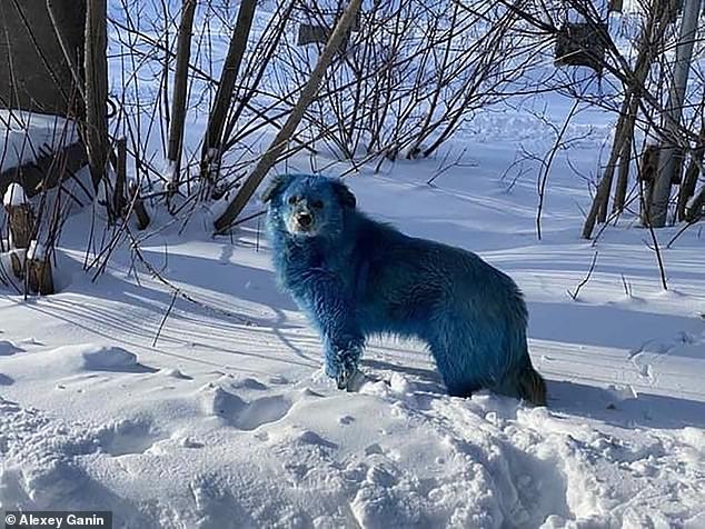 Misterio en Rusia: aparecieron perros azules cerca de una fábrica abandonada | Curiosidades