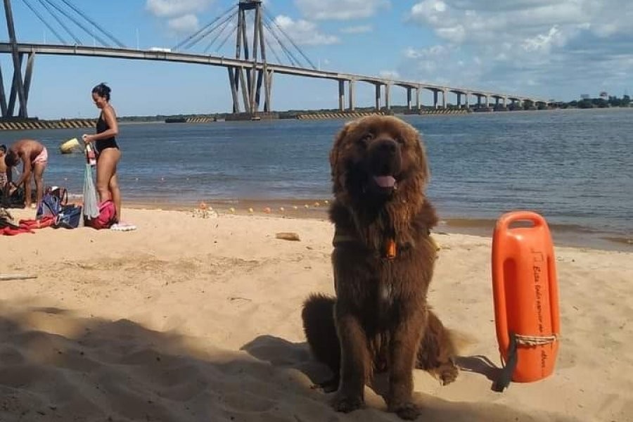 Todos están a salvo con Sam, el primer perro salvavidas de Corrientes | Curiosidades