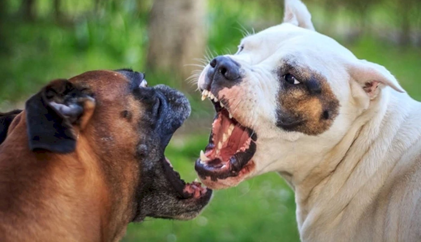 Imputan por homicidio culposo a la dueña de los perros que mataron a anciano en Berisso | Actualidad