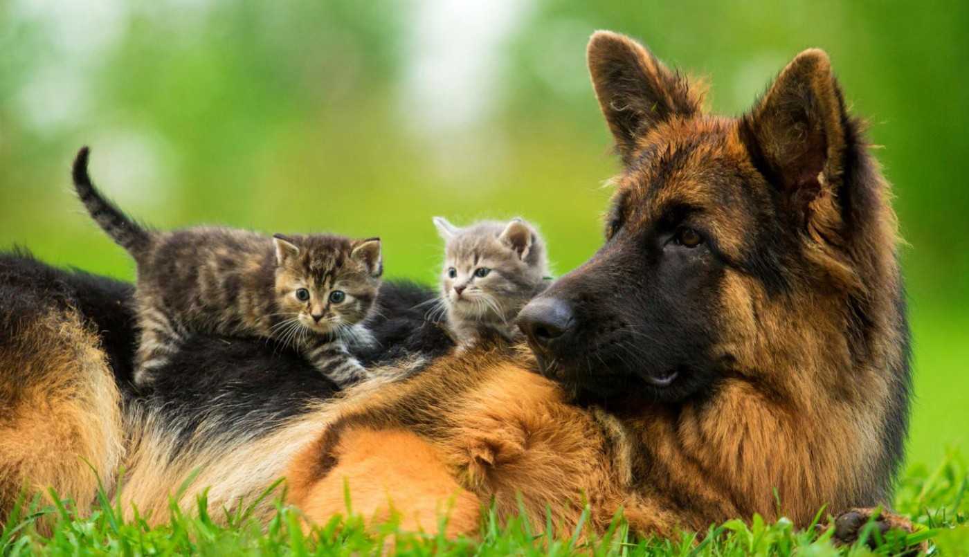 Primer censo canino y felino en La Pampa indica que hay un perro cada dos personas y un gato cada once | Actualidad