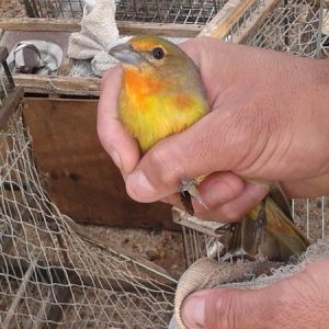 Liberan 51 especies de aves silvestres y exóticas de un domicilio particular | Clima, naturaleza y medio ambiente