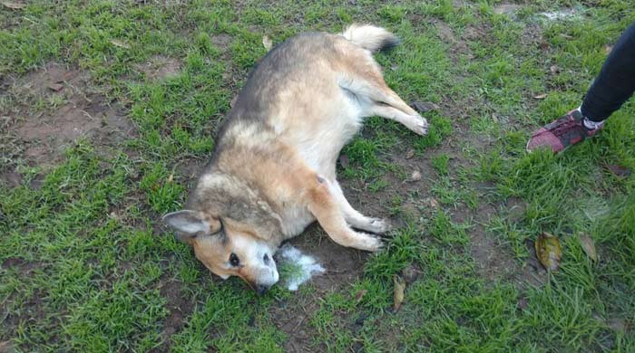 Aparecen siete perros envenenados en Bahía Blanca: "Estamos frente a un asesino serial" dicen los vecinos | Actualidad