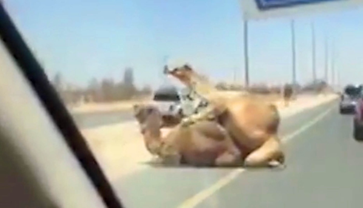 Piquete sexual: los camellos que bloquearon la ruta en Emiratos Árabes | Actualidad