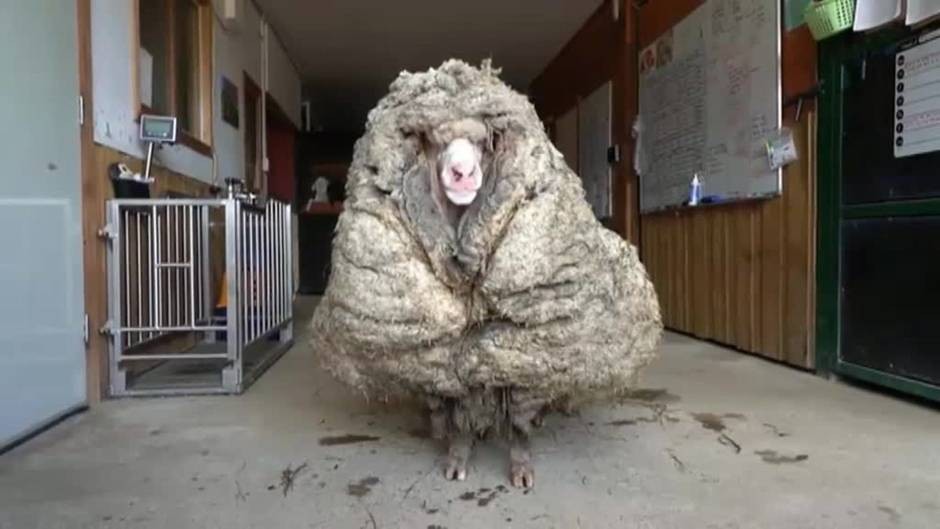 Rescataron una oveja salvaje que tenía 35 kilos de lana encima: enferma y casi ciega | Curiosidades