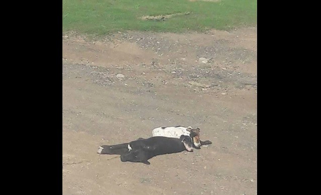 Conmovedor: Un camionero adoptó a dos cachorros que estaban sobre su madre muerta en la ruta | Actualidad