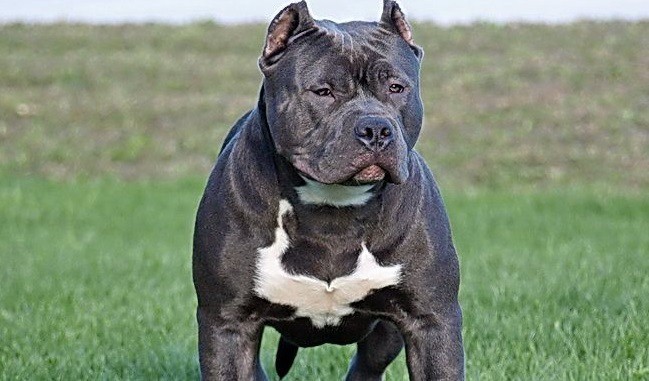 Un bebé de 6 meses está grave tras el ataque de un pitbull | Actualidad