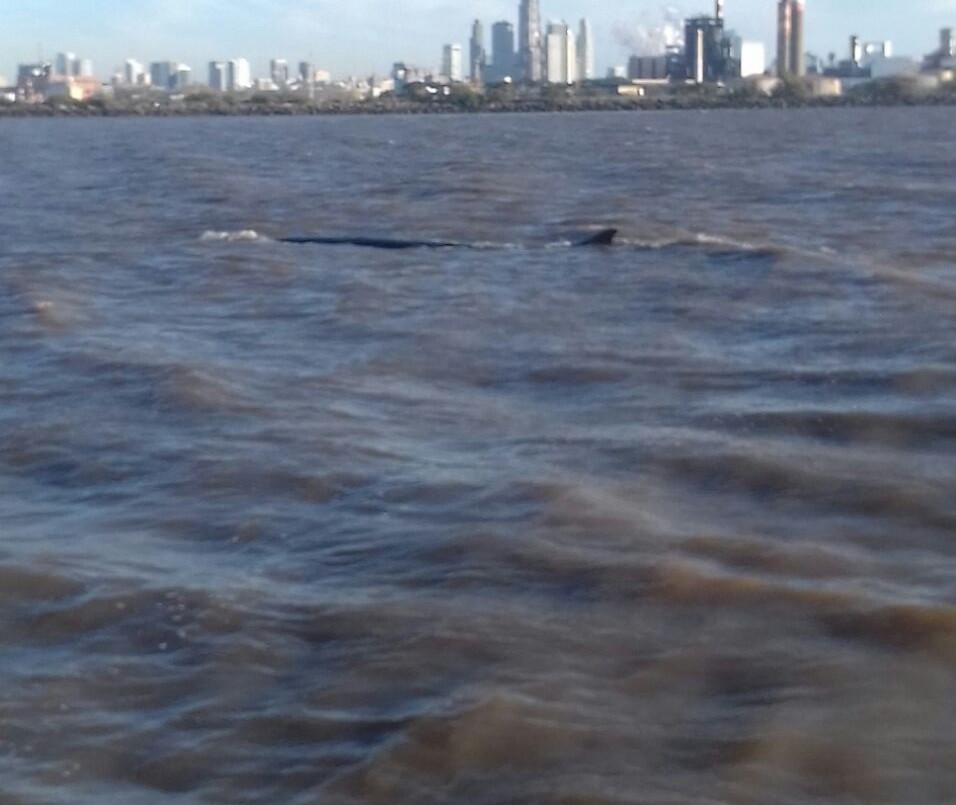 Apareció una ballena en Dock Sud | Actualidad