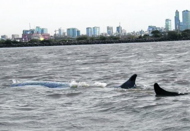 Creen que "es inminente" la muerte de la ballena encallada en Dock Sud | Actualidad