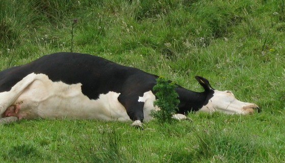 Empresa chaqueña exportará a la India la vacuna contra la "tristeza bovina" | Actualidad