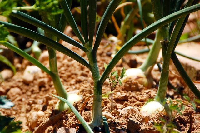 Investigadores argentinos descubren una clave molecular para cultivos que se adapten al frío | Clima, naturaleza y medio ambiente