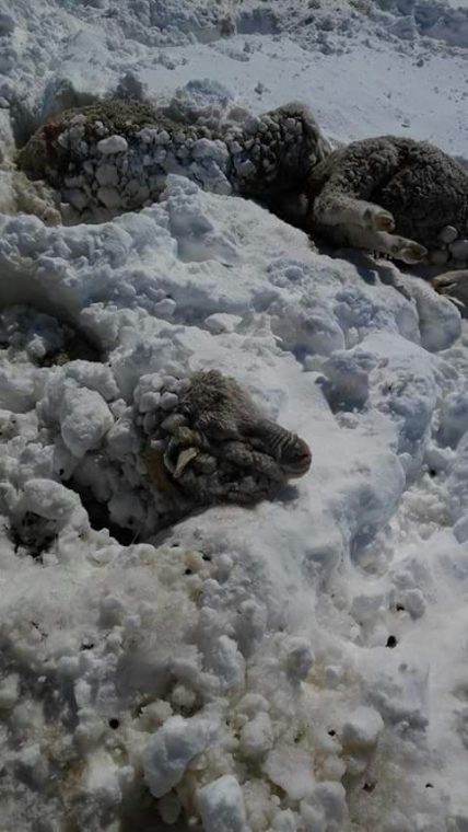 Chubut: rescatan ovejas tapadas de nieve | Actualidad