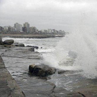 Temporal en la costa: Más de 30 arboles caídos y algunos barrios sin electricidad en Mar del Plata | Clima, naturaleza y medio ambiente