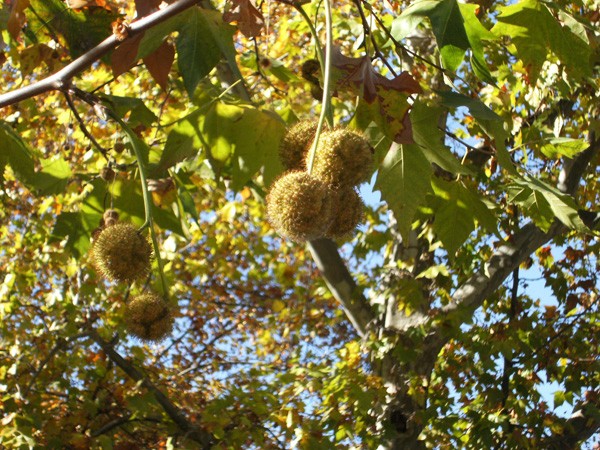 La app que diseña "rutas seguras" para personas alérgicas | Actualidad