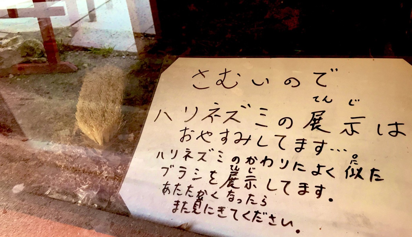 "Vuelva cuando haga más calor": zoológico japonés reemplazó a un erizo con un cepillo | Curiosidades