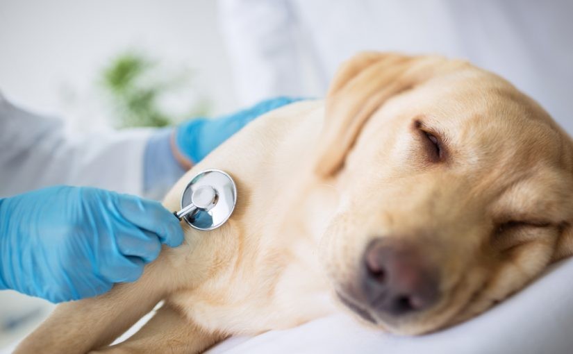 Coronavirus: veterinarios advirtieron cuadros graves en perros y gatos con la cepa británica | Internacionales