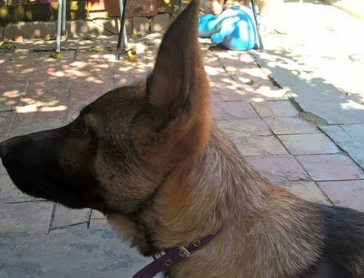 Roban a los bomberos un perro entrenado para la búsqueda de personas | Actualidad