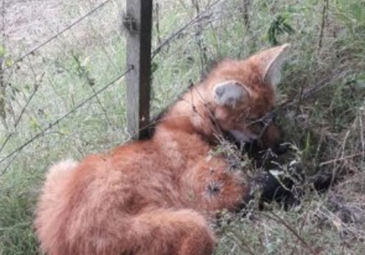 Video: en un campo bonaerense apareció un animal en vías de extinción | Actualidad