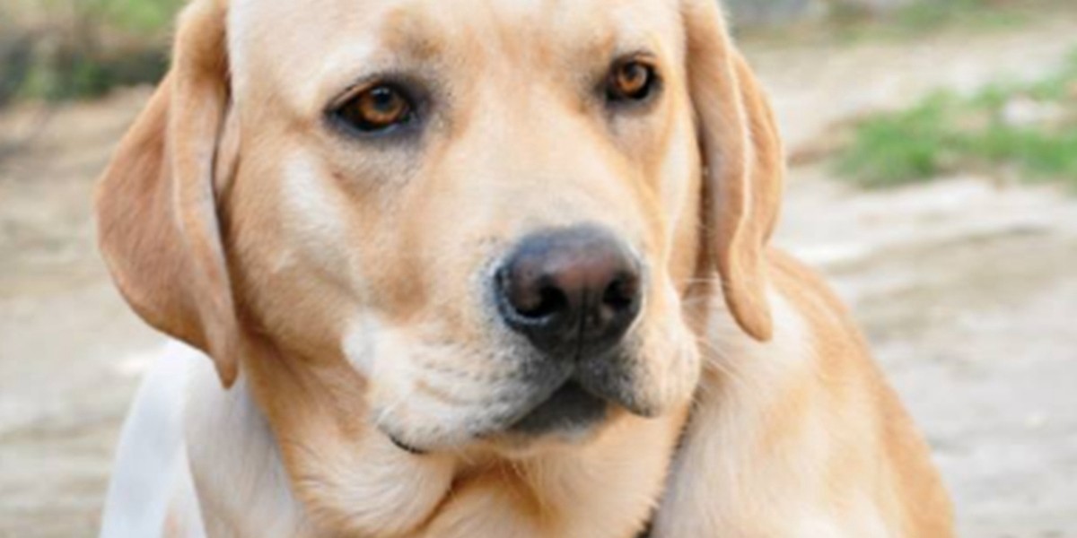 "Milo no tiene dueños, tiene papá y mamá”: la emotiva carta de una joven que busca a su perro perdido | Actualidad