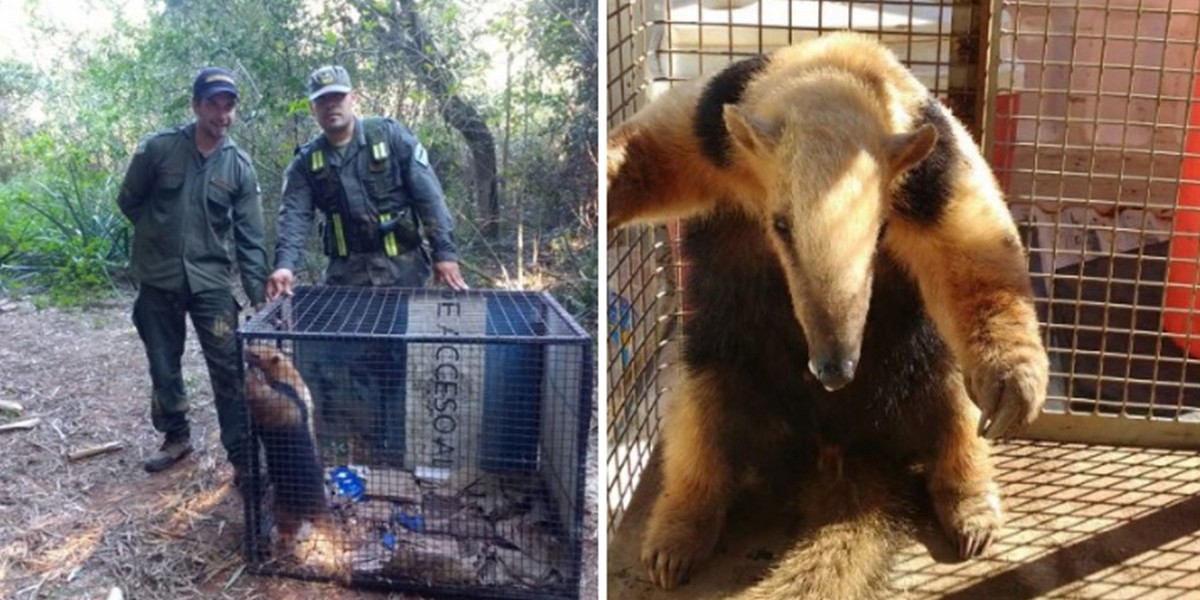 Misiones: rescataron a un oso hormiguero que deambulaba al costado de la ruta | Actualidad