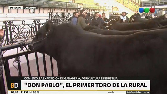 El toro "Don Pablo" abrió el ingreso de animales a la Rural | Actualidad