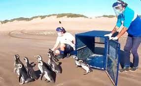 Doce pingüinos rescatados en la costa atlántica fueron devueltos al mar por ambientalistas | Clima, naturaleza y medio ambiente