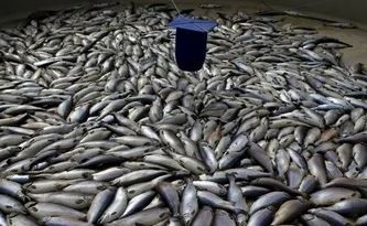 Más de cuatro mil toneladas de salmones muertos en el sur de Chile por algas nocivas | Clima, naturaleza y medio ambiente