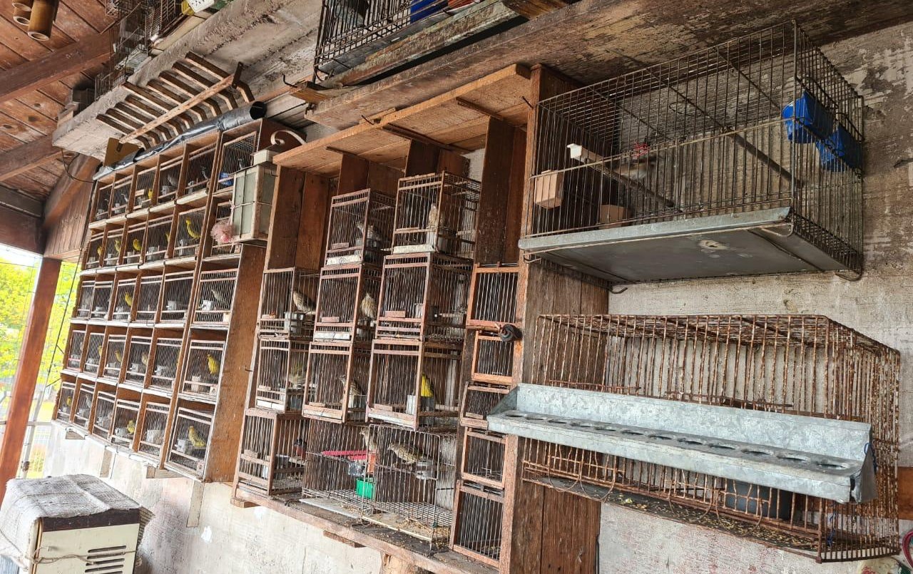 La Policía de la Ciudad rescató 80 aves y 2 tortugas de un criadero ilegal de Mataderos | Actualidad