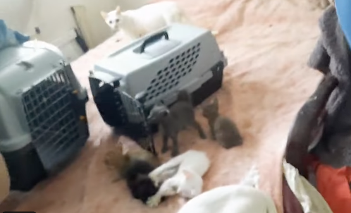 Rescatan 17 gatos y hallan 6 muertos en heladera al allanar una casa en Palermo | Actualidad