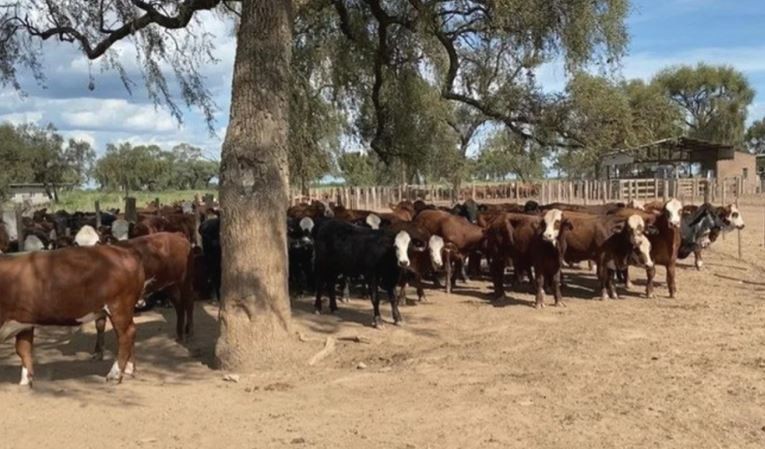 Apuntan a José Alperovich por el robo de ganado en Santiago del Estero | Política