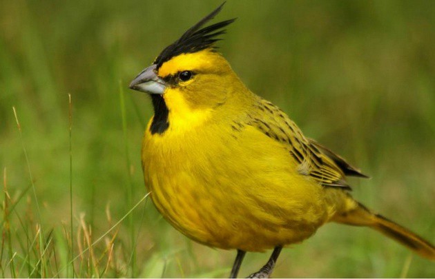 Robaron el único cardenal amarillo que había en Tucumán | Actualidad