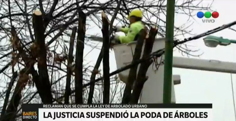 La poda de árboles porteños quedó en suspenso por una orden judicial | Actualidad