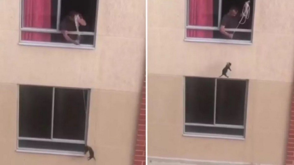 Video: ató a su perro y lo paseó desde el balcón de su casa en un segundo piso | Internacionales