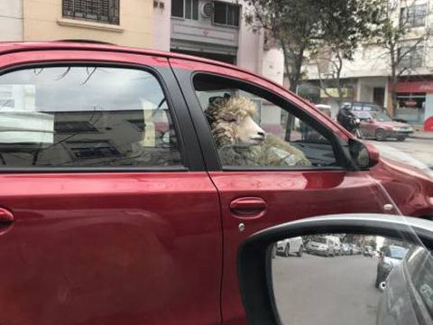 Misterio en Bahía Blanca: el hombre que pasea en su auto con una oveja | Actualidad
