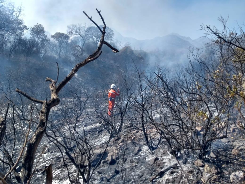 Planifican la restauración de los bosques afectados por los incendios | Clima, naturaleza y medio ambiente