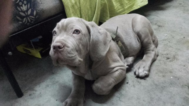 Les desvalijaron la casa y se llevaron hasta el cachorro de mastín napolitano | Actualidad