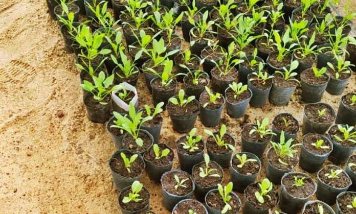 Furor en una reserva de Rosario por la entrega gratuita de árboles y plantines | Actualidad