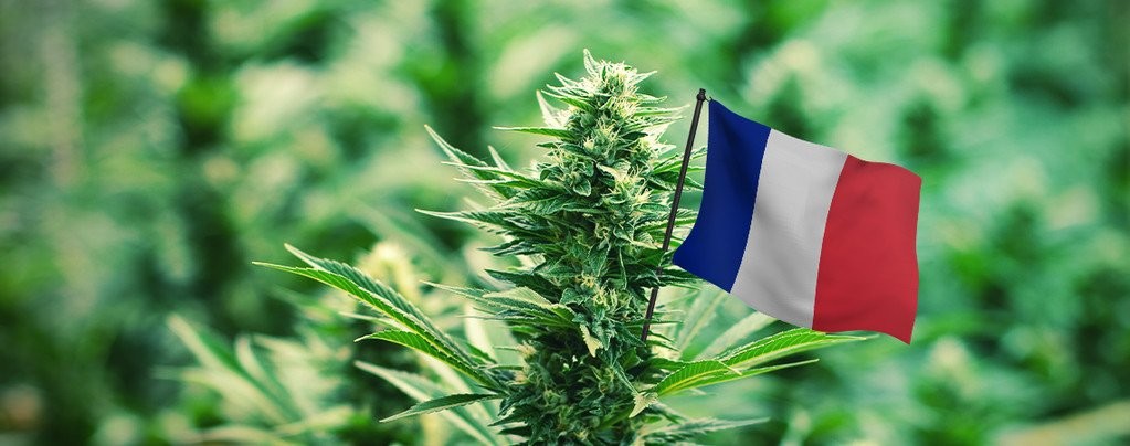Francia abre debate sobre la legalización del cannabis | Internacionales