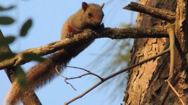 Alertan por una invasión de ardillas de vientre colorado en varias provincias del país | Clima, naturaleza y medio ambiente