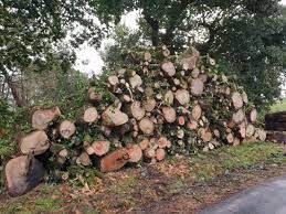 Allanan el Ministerio de Medio Ambiente de Brasil por tráfico de madera amazónica | Internacionales