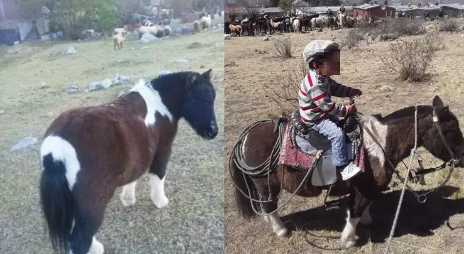 "¿Cómo pueden tener el corazón tan negro?": denunció que le robaron el poni a su hijo de dos años | Actualidad