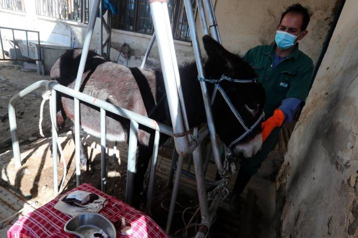 El suero de plasma de burros, la apuesta de Bolivia contra el Covid | Internacionales